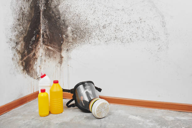 Best Fast Mold Removal  in Sisters, OR