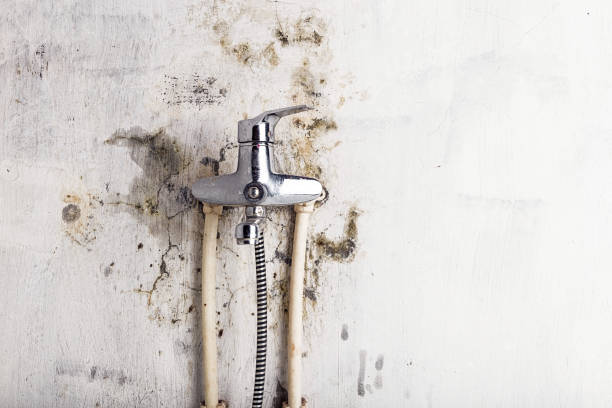 Best Same-Day Mold Removal  in Sisters, OR