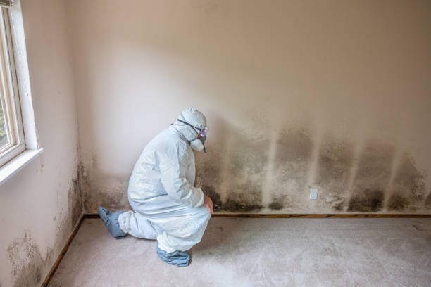 Best Attic Mold Removal  in Sisters, OR