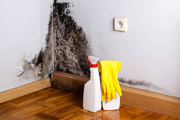 Best Emergency Mold Removal  in Sisters, OR