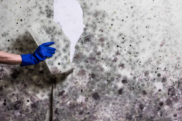 Best Certified Mold Removal  in Sisters, OR