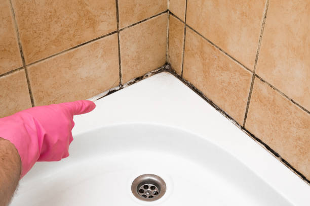 Best Black Mold Removal  in Sisters, OR
